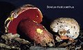 Rubroboletus rhodoxanthus-amf343-1